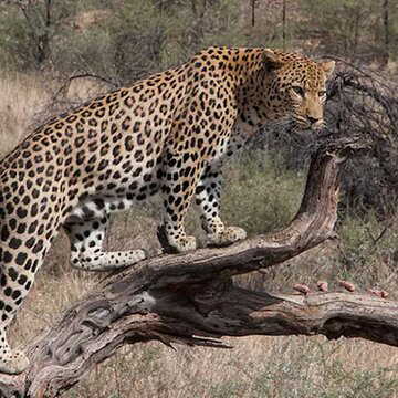 उत्तराखंड के पौड़ी में फैला तेंदुए का डर, शिक्षा विभाग ने लिया ऑनलाइन कक्षाएं करवाने का फैसला