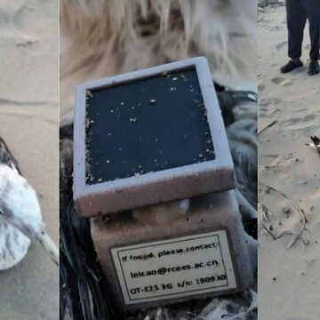 कर्नाटक में नौसैनिक अड्डे पर एक सीगल पकड़ा गया, उसके गले में चीनी जीपीएस ट्रैकर मिला, जासूसी की आशंका से मचा हड़कंप