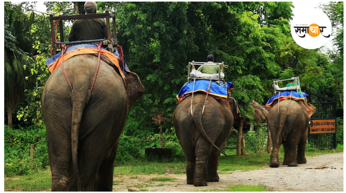 गोरुमारा और जल्दापाड़ा में फिर से शुरू हो रही है हाथी सफारी की ऑनलाइन बुकिंग