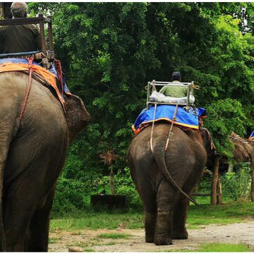 गोरुमारा और जल्दापाड़ा में फिर से शुरू हो रही है हाथी सफारी की ऑनलाइन बुकिंग