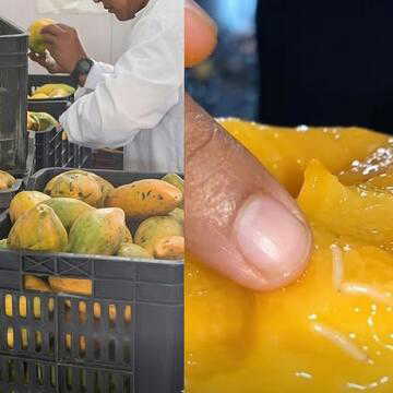 गुजरात में फूड सेफ्टी विभाग की बड़ी कार्रवाई, कीड़े लगे आमों से बन रहा था मैंगो जूस