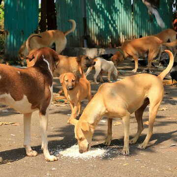 ‘मैंने सड़क से सभी कुत्तों को हटाने के लिए नहीं कहा…’-निर्देशों पर सुप्रीम कोर्ट की स्पष्टता