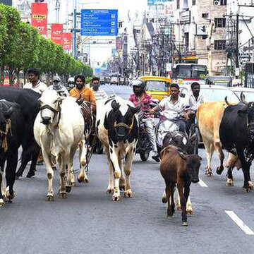 PETA इंडिया का अलर्ट: आवारा कुत्तों और गायों को कैद में रखने का प्रस्ताव घातक