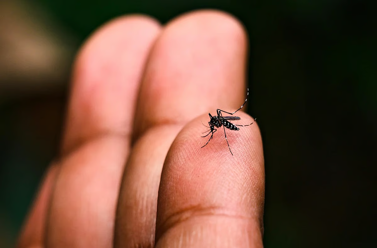 दुर्गा पूजा पंडालों के गड्ढों में फल-फूल रहे हैं डेंगू के मच्छर, सिर्फ चेतावनी ही जारी कर पा रहा है KMC