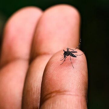 दुर्गा पूजा पंडालों के गड्ढों में फल-फूल रहे हैं डेंगू के मच्छर, सिर्फ चेतावनी ही जारी कर पा रहा है KMC