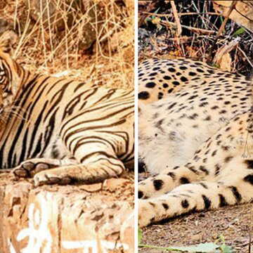 बाघ-चीते की शुभदृष्टि कुनो के द्वार पर? राजस्थान का शार्दूल पहुंचा मध्य प्रदेश के जंगल में