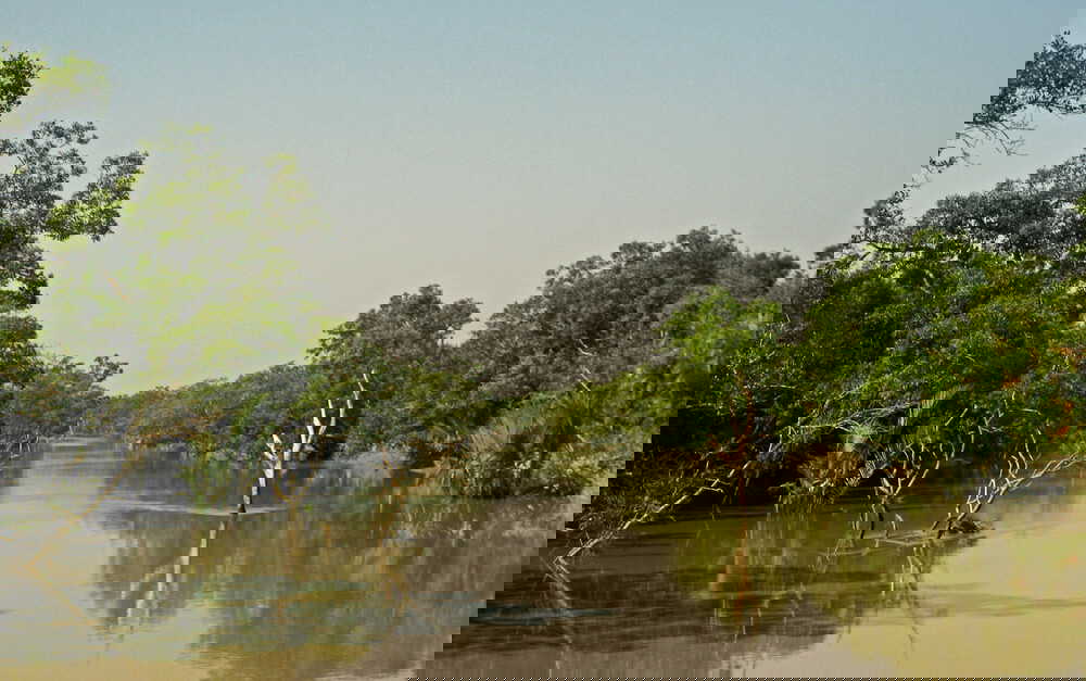 सुन्दरवन में शुरू हुआ मैंग्रोव रोपण का काम, क्यों इतना जरूरी है यह जंगल?