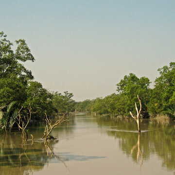 सुन्दरवन में शुरू हुआ मैंग्रोव रोपण का काम, क्यों इतना जरूरी है यह जंगल?