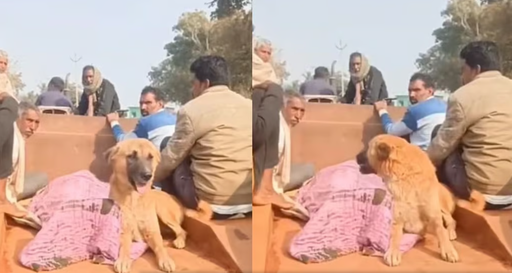 आत्महत्या करने वाले मालिक के शव के पास एक पल के लिए भी नहीं हटा उसका पालतू कुत्ता, श्मशान तक साथ गया