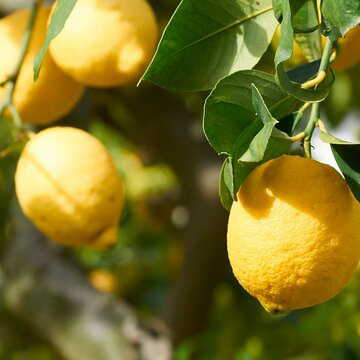 घर में नींबू का पौधा लगाने का सोच रहे हैं ? शुभ है या अशुभ, वास्तु शास्त्र क्या कहता है ?