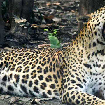 टाइगर स्टेट मध्य प्रदेश बन रहा है तेंदुओं का 'कब्रिस्तान'! RTI में चौंकाने वाला खुलासा, 14 महीनों में हुई 149 मौतें