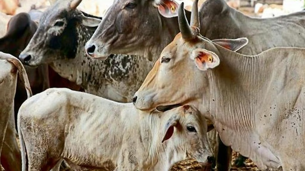 मध्य प्रदेश में गाय पर क्रूर अत्याचार का आरोप, जन आक्रोश में कई दुकानें जलीं