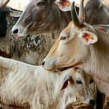 मध्य प्रदेश में गाय पर क्रूर अत्याचार का आरोप, जन आक्रोश में कई दुकानें जलीं