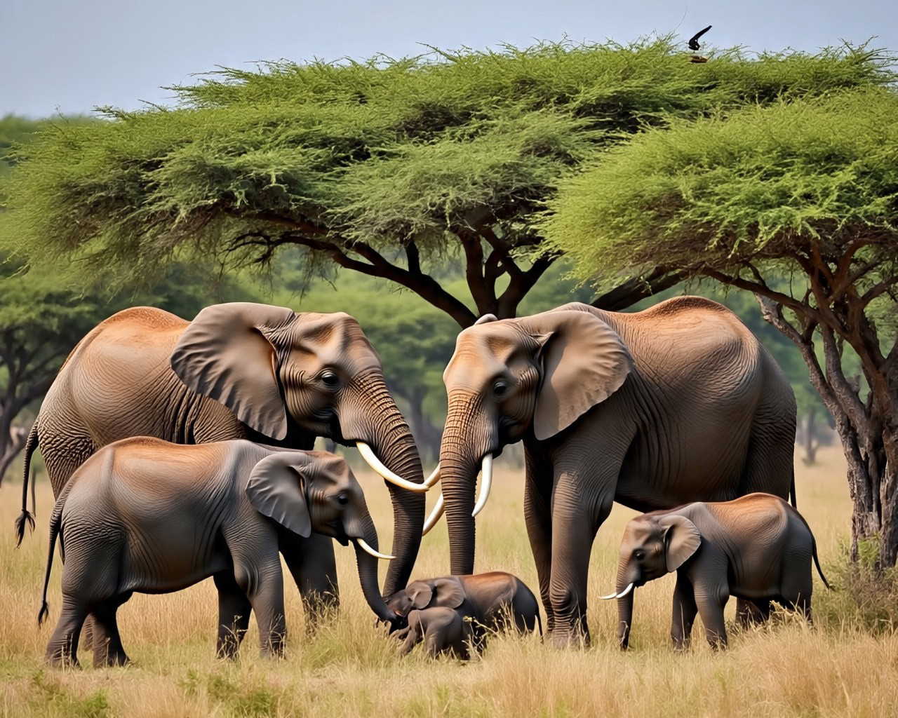 सेल्फी लेना पड़ा भारी, हाथियों ने युवक को कुचलकर मार डाला