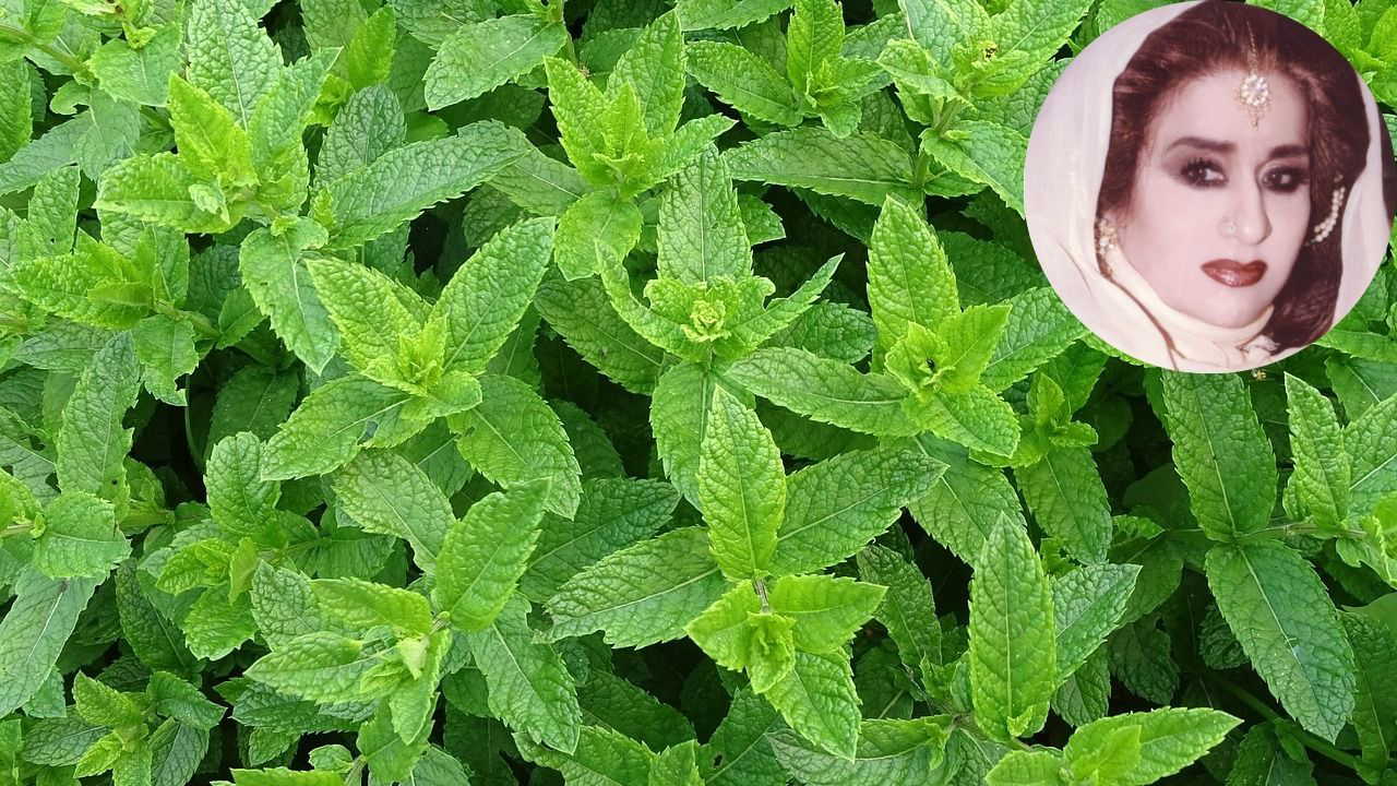सर्दियों में त्वचा के रूखापन को दूर करने में कमाल करती हैं पुदीने की बस कुछ पत्तियां - शहनाज़ हुसैन