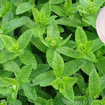 सर्दियों में त्वचा के रूखापन को दूर करने में कमाल करती हैं पुदीने की बस कुछ पत्तियां - शहनाज़ हुसैन