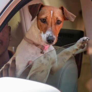 'संसद परिसर में पालतू जानवरों की अनुमति नहीं': रेणुका चौधरी प्रकरण पर CISF का बयान