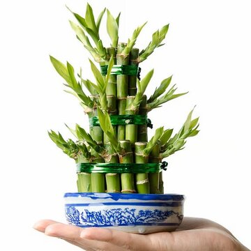 घर के इस ओर रखें लकी बांस, परिवार में सुख रहेगा और संपत्ति कई गुना बढ़ेगी