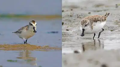 रूस से बंगाल तक हजारों किमी लंबी उड़ान, छोटे टैग ने बता दिया कब और कहां से आया ये मेहमान