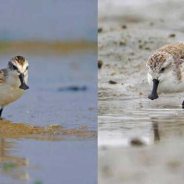 रूस से बंगाल तक हजारों किमी लंबी उड़ान, छोटे टैग ने बता दिया कब और कहां से आया ये मेहमान