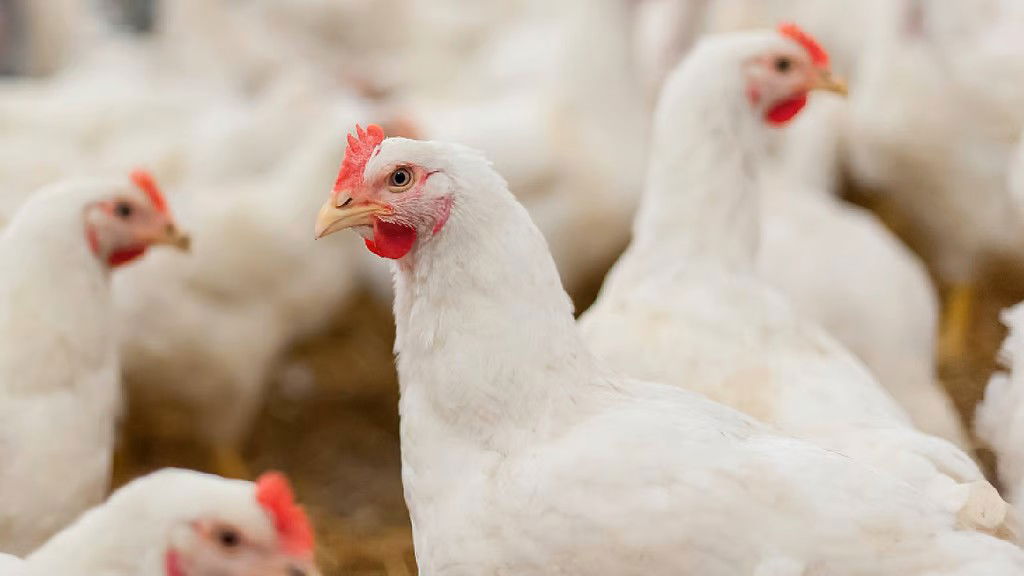 मुर्गी को मारने के अपराध में युवक की पीटकर हत्या