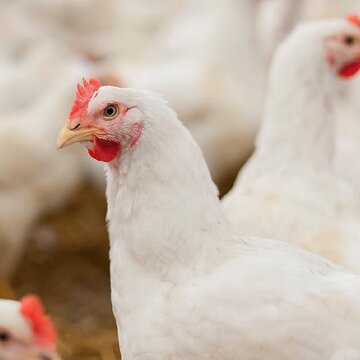 मुर्गी को मारने के अपराध में युवक की पीटकर हत्या