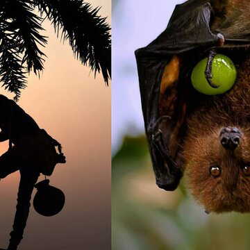 ‘खजूर का रस ना पिएं…’, निपा वायरस का अलर्ट, जिला स्वास्थ्य विभाग ने चेतावनी जारी की