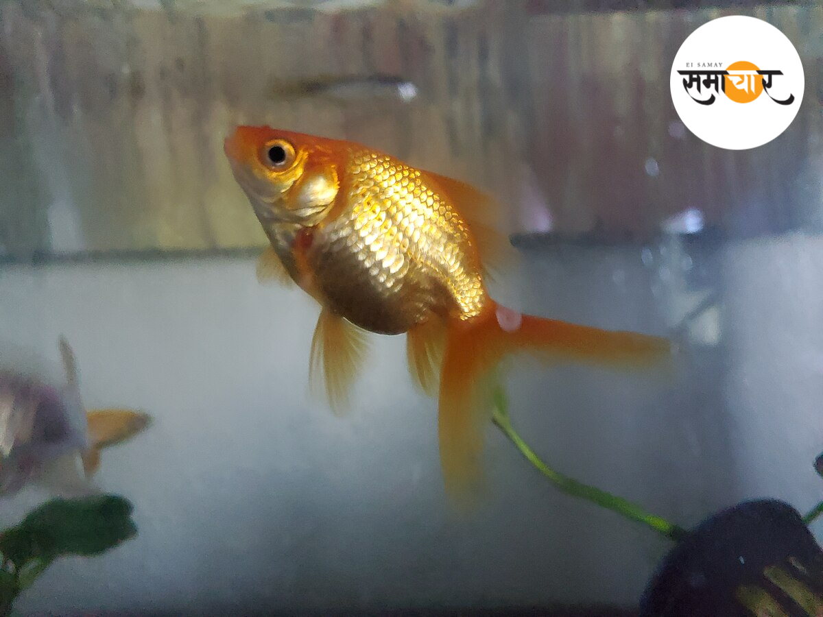 हावड़ा के मछली व्यवसायियों को हो रहा नेपाल की जेन ज़ी क्रांति से आर्थिक नुकसान