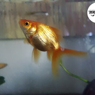 हावड़ा के मछली व्यवसायियों को हो रहा नेपाल की जेन ज़ी क्रांति से आर्थिक नुकसान