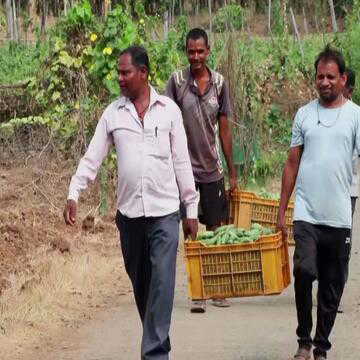 गुजरात की मंडप योजना से बदली आदिवासी किसानों की किस्मत, सब्जी उत्पादन और आय में बढ़ोतरी