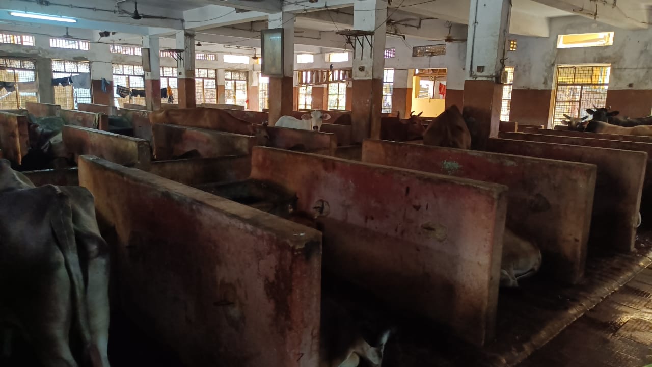 यहां बांसुरी की धुन पर दूध देती हैं गौमाता