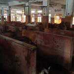 यहां बांसुरी की धुन पर दूध देती हैं गौमाता