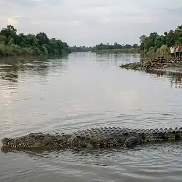 उत्तर प्रदेश में अंतिम संस्कार के दौरान सरयू नदी में मगरमच्छ का हमला, युवक की मौत