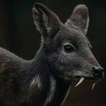 70 सालों बाद पश्चिम बंगाल में दिखा हिमालयी कस्तूरी हिरण, कहां?
