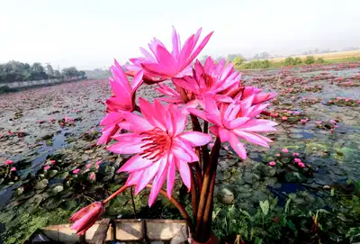 दुर्गा पूजा से पहले ही बंगाल में कमल के फूलों की बंपर मांग, ऑफ-सीजन भारी डिमांड से बाजार गर्म, क्या है वजह?