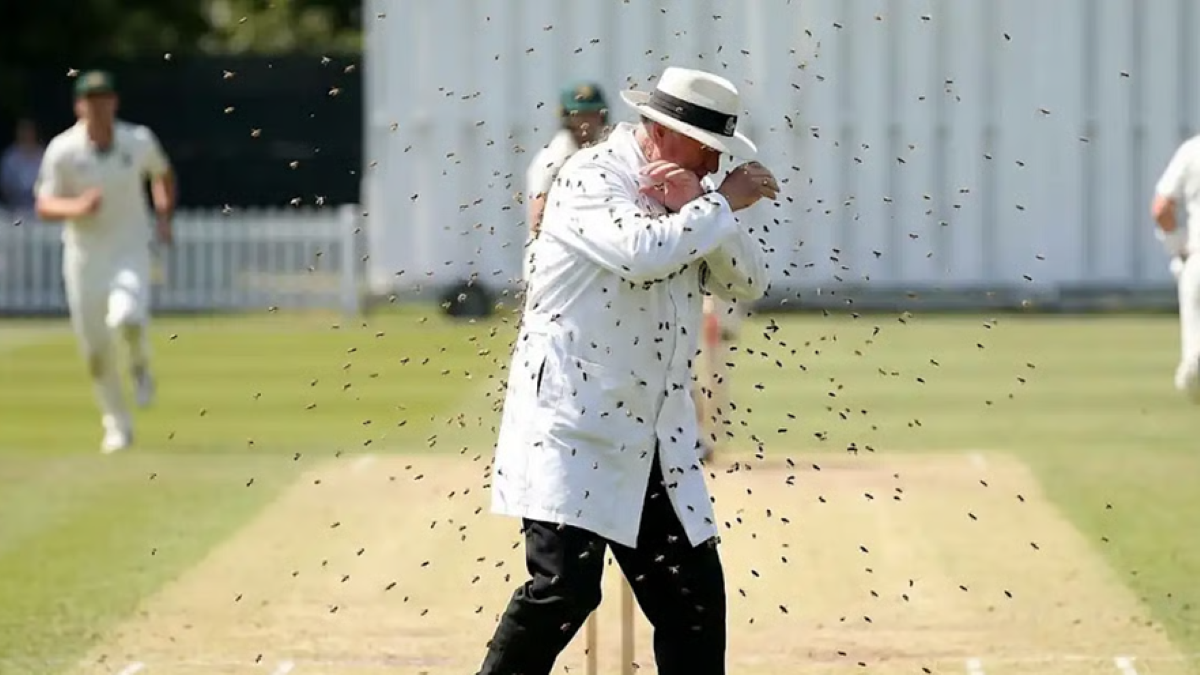 मैच के दौरान मधुमक्खियों का हमला, अंपायर की मौत