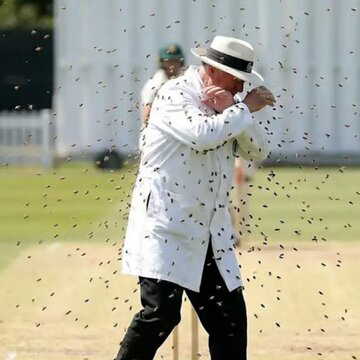 मैच के दौरान मधुमक्खियों का हमला, अंपायर की मौत