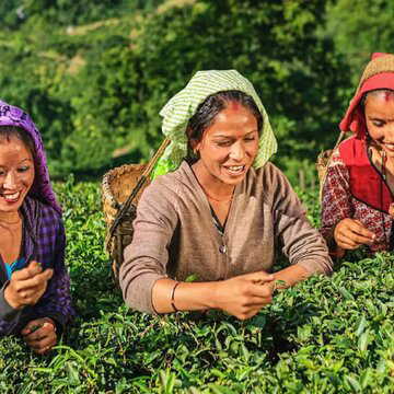 एलपीजी संकट से दार्जिलिंग चाय उद्योग में बढ़ी चिंता, उत्पादन पर असर पड़ने की आशंका