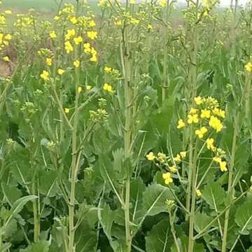 राजस्थान के किसानों ने खोजी सरसों की ऐसी जादुई किस्म, जो देगी दोगुना मुनाफा; कृषि वैज्ञानिक भी हैरान