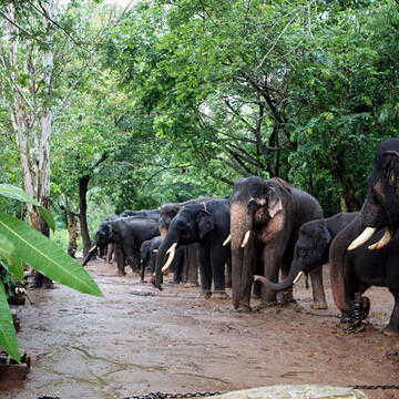 Elephant Camp जाने से पहले जान लें ये 5 नए नियम, वरना रोमांच रह सकता है अधूरा