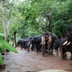 Elephant Camp जाने से पहले जान लें ये 5 नए नियम, वरना रोमांच रह सकता है अधूरा
