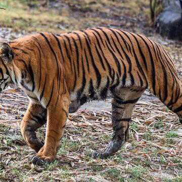 जंगलों की दहाड़: 800 किमी भटककर सिमलीपाल पहुंचा बाघ, बना दुर्लभ रिकॉर्ड