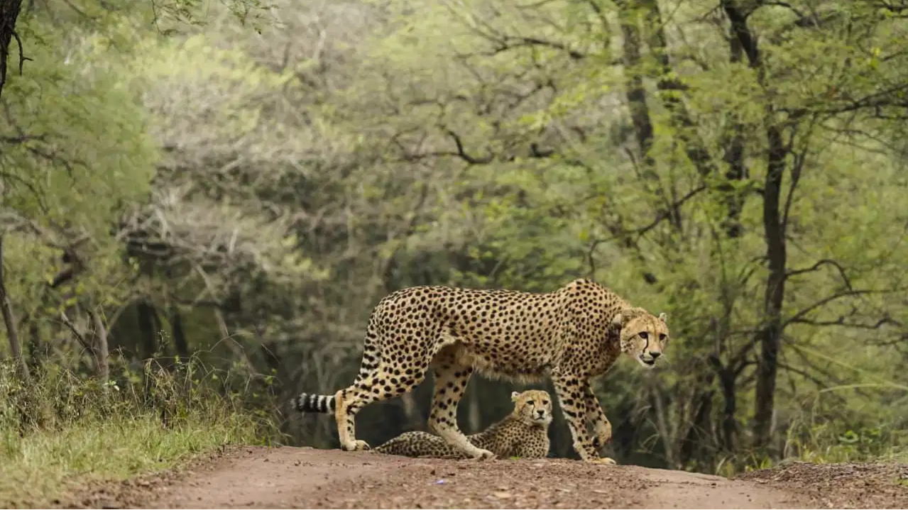 मध्य प्रदेश के कूनो राष्ट्रीय उद्यान में आएंगे 8 चीतें, बोत्सवाना में IAF की विशेष उड़ान से लाए जाएंगे