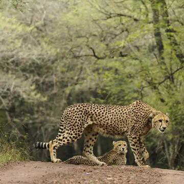 मध्य प्रदेश के कूनो राष्ट्रीय उद्यान में आएंगे 8 चीतें, बोत्सवाना में IAF की विशेष उड़ान से लाए जाएंगे