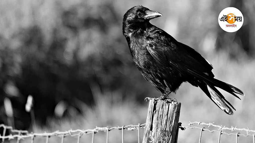यदि इस जगह पर कौवा बैठता है तो समझें अच्छे दिन लौट रहे हैं, कौवा कब शुभ संकेत देता है?