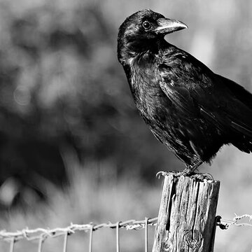 यदि इस जगह पर कौवा बैठता है तो समझें अच्छे दिन लौट रहे हैं, कौवा कब शुभ संकेत देता है?