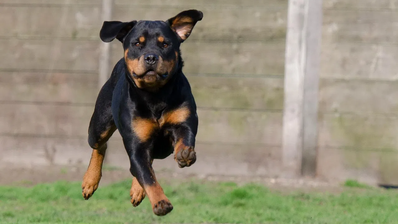 चंडीगढ़ में कुत्तों के 6 नस्ल बैन, कौन-कौन सी? क्या करेंगे अगर आपके पास भी है ये पालतू?