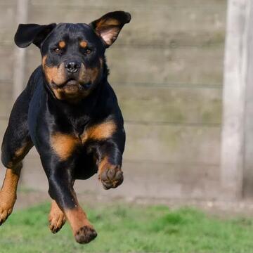 चंडीगढ़ में कुत्तों के 6 नस्ल बैन, कौन-कौन सी? क्या करेंगे अगर आपके पास भी है ये पालतू?