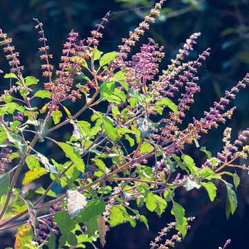 घर में तुलसी का पौधा कहाँ रखें ? जानें, तुलसी के पौधे के 5 जरूरी वास्तु टिप्स