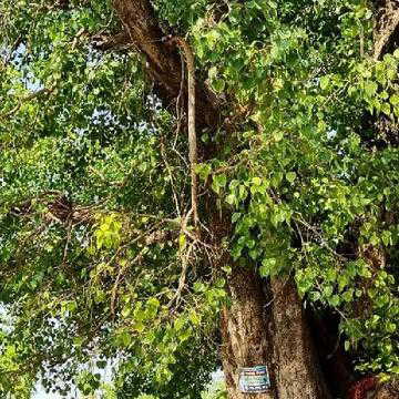 पीपल का पेड़ पवित्र है, लेकिन घर में होना शुभ है या अशुभ ? वास्तुशास्त्र क्या कहता है ?